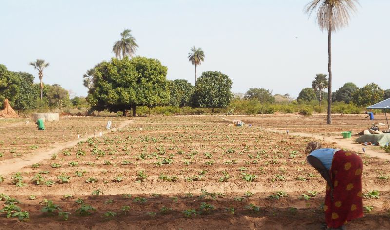 Fortalecimiento del derecho a la alimentación de la población de Koudioubé, comuna de Kataba 1, departamento de Bignona, Senegal